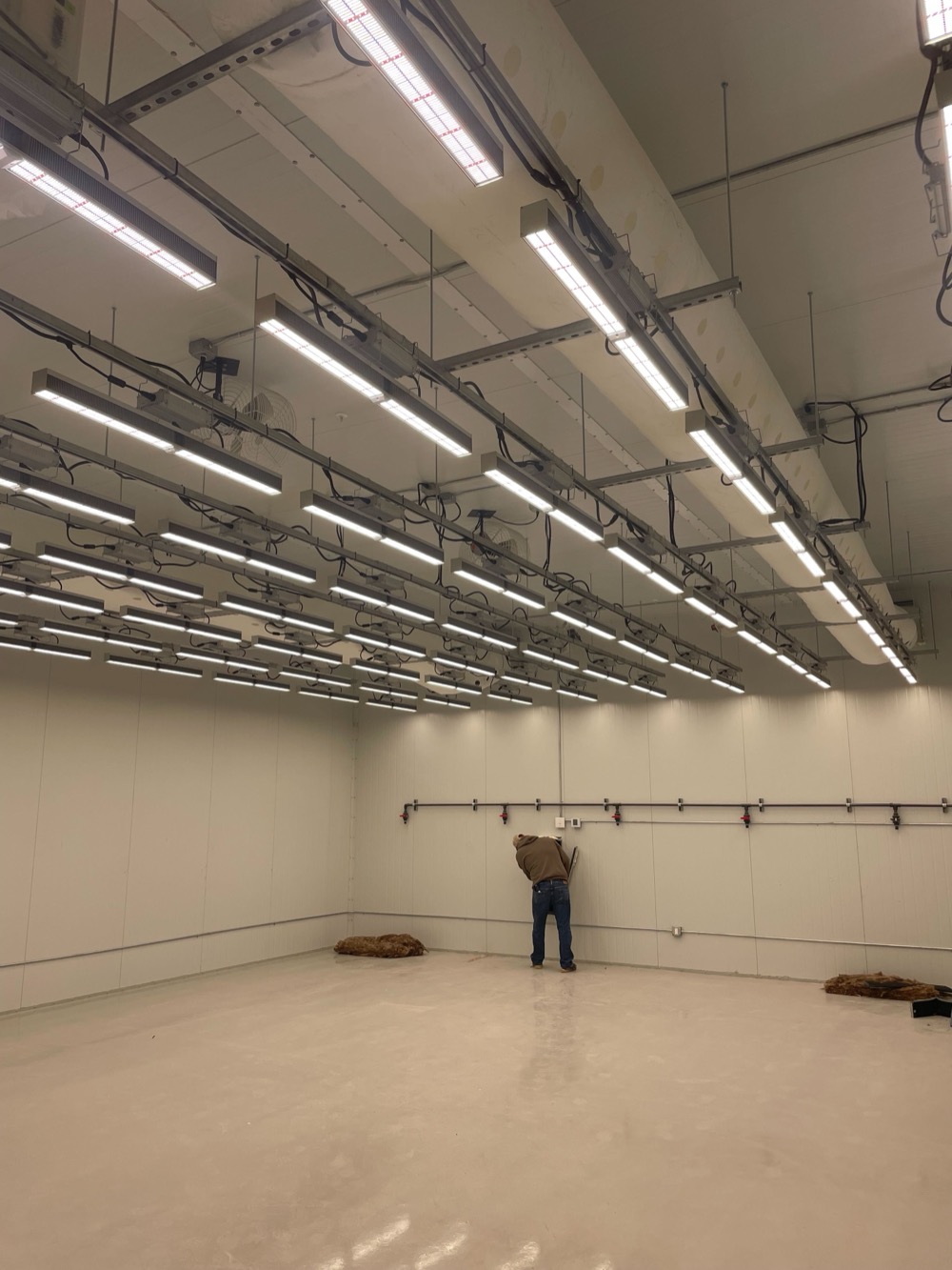 Grow room with overhead LED light bar racks and irrigation drops along the back wall